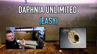 How I Raise Daphnia Water Fleas And You Can Too [upl. by Nnylatsirk367]