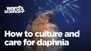 Caring and Culturing for Daphnia [upl. by Nnaylime]