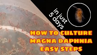 How to Culture Magna Daphnia Easily [upl. by Bentlee]