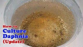 How to Culture Daphnia Update with ZERO Cost  Unlimited Live Food for Our Fish [upl. by Conlin901]