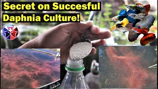 How to Culture Daphnia Successfully [upl. by Asyen]