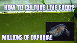 How to Culture Daphnia Secret Method to Breed MILLIONS  Simply Aquatic [upl. by Adrianne]