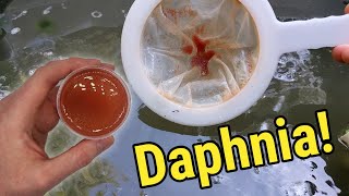 How I Culture Daphnia In Outdoor Tubs [upl. by Atel]