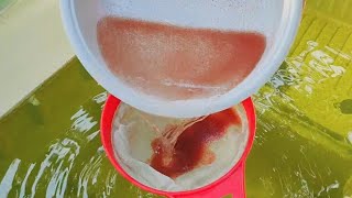 How to culture daphnia  Daphnia culture  How to grow daphnia outdoor [upl. by Inttirb]