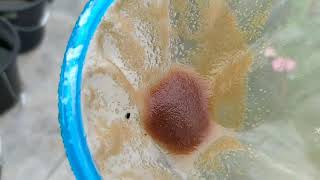 How to culture daphnia moina in a small container Part 1 English Subtitle [upl. by Blackmore]