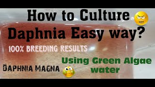 Daphnia MagnaHow to Culture Daphnia Easy wayCulturing Daphnia using Green water Daphnia [upl. by Farleigh35]