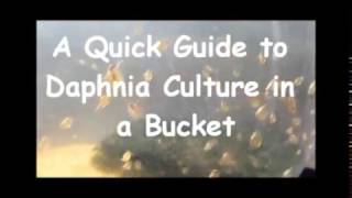 How to culture daphnia outside [upl. by Sira971]