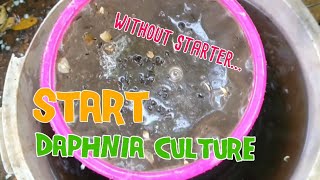 How to culture daphnia moina the easy way 1  Starting the Daphnia culture [upl. by Ardnuaek]