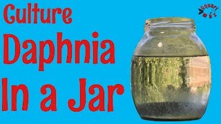 How to Culture Daphnia in a Jar [upl. by Eannyl674]