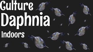 How to Culture Daphnia [upl. by Kciv]