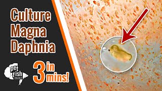 How to culture DAPHNIA MAGNA  The easy way [upl. by Yenitirb596]