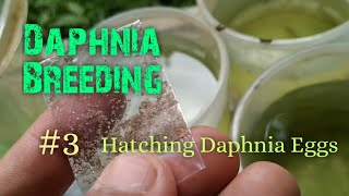 Daphnia Culture made simple and easy 3  Hatching Daphnia eggs [upl. by Allerie85]