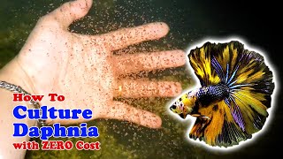 How to Culture Daphnia with ZERO Cost  Unlimited Live Food For Our Fish [upl. by Ekaterina697]