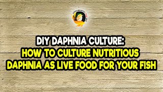 DIY Daphnia Culture How to Culture Nutritious Daphnia as Live Food for Your Fish [upl. by Rajiv]