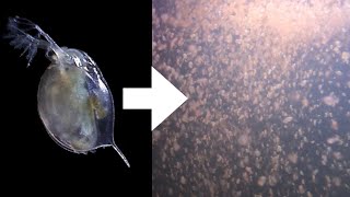 How I Culture Daphnia [upl. by Kenna]