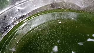 DAPHNIA MOINA CULTURE IN A SMALL BUCKET [upl. by Ydok]