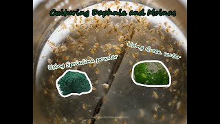 How To Culture Daphnia and Moinas using Green Water Spirulina powder [upl. by Ztnahc]