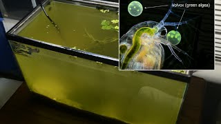 Raising Daphnia for the Freshwater Aquarium [upl. by Florence613]