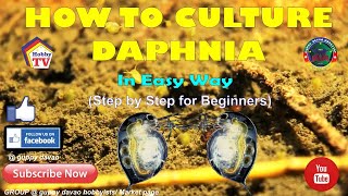 HOW TO CULTURE DAPHNIA In Easy Way [upl. by Giesecke]